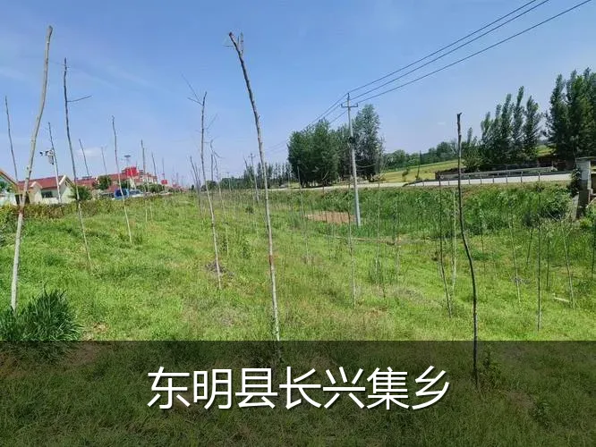 东明县长兴集乡